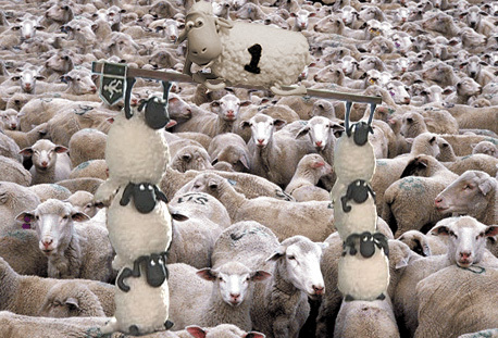 sheeple